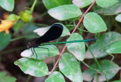 昆虫採集】ハグロトンボ（神様トンボ）の見つけ方 | 亀山温泉だより