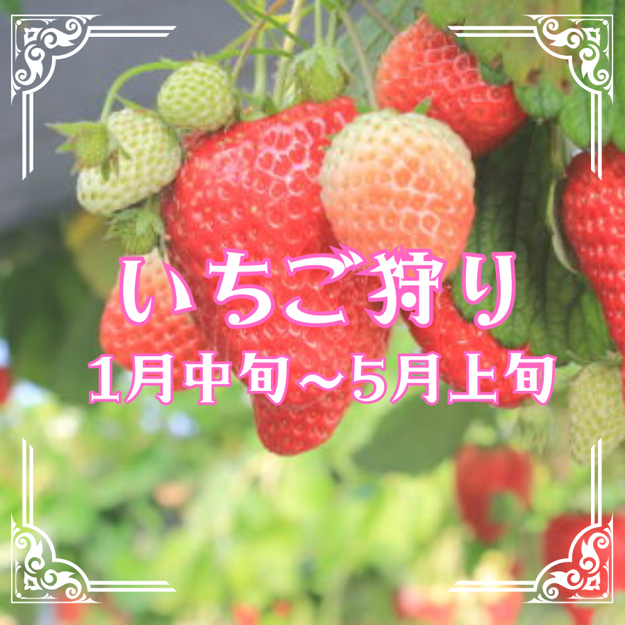 いちご狩り