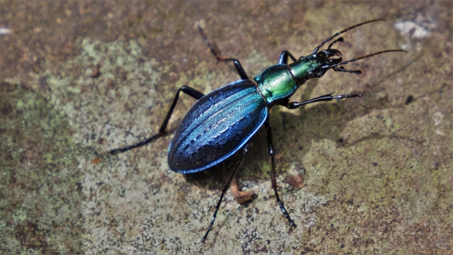 ブログ更新【雨を待っていた生き物と虫たちの役割】